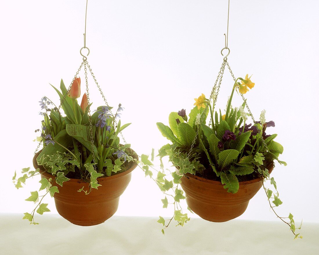 Hanging baskets with spring flowers 