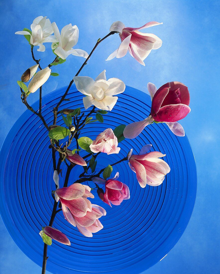 Blue glass plate with sprigs of magnolia