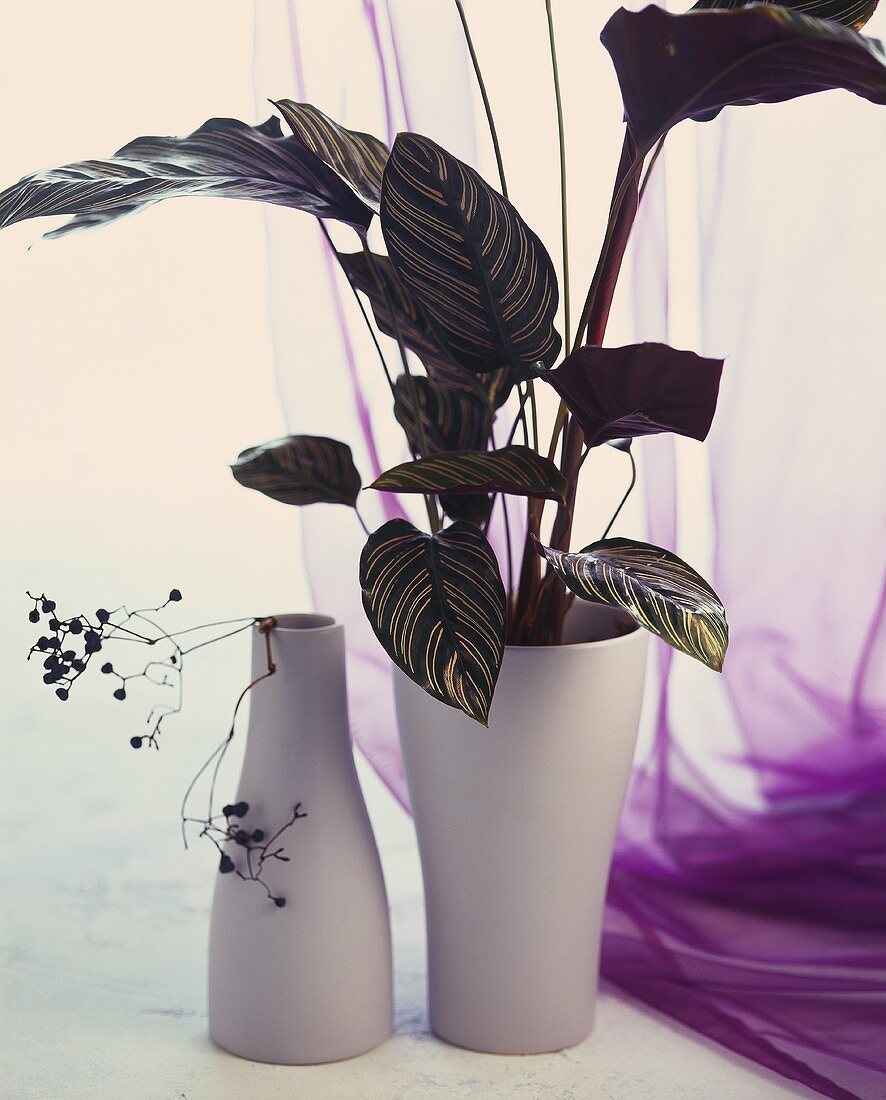 Maranta with attractive leaf markings in white vase