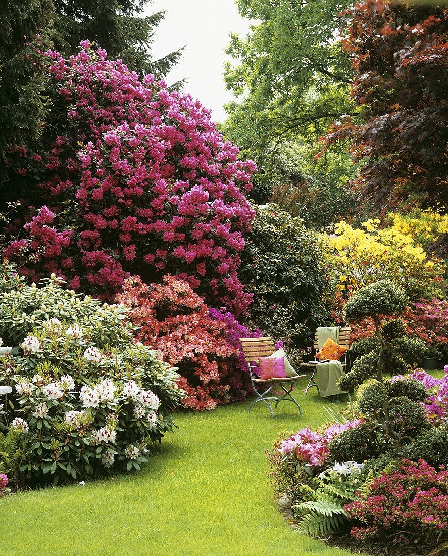Gartenstühle zwischen blühenden Rhododendron & Azaleen