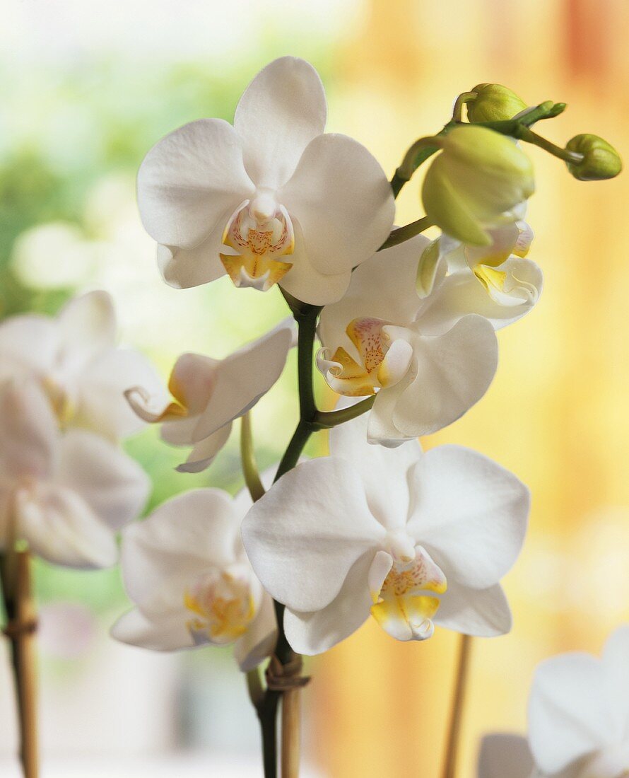 White-flowering Phalenopsis