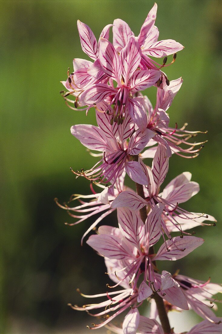 Blüte vom 'Weissen Diptam'