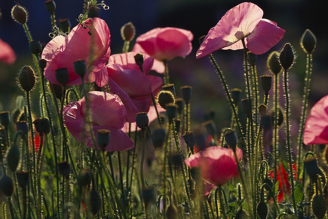 Pink poppies