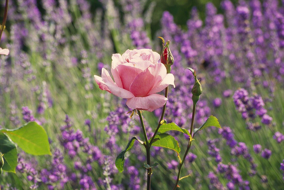 Single rose in front of lavender bed