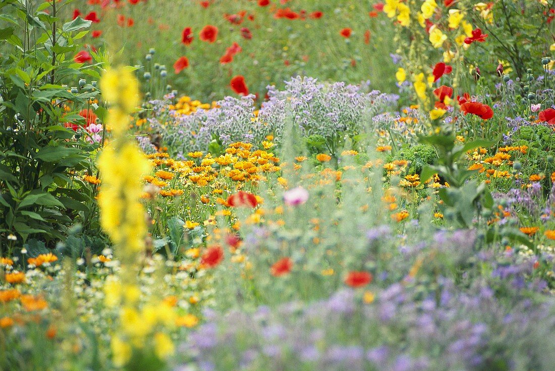 Farmhouse garden in full bloom, marigolds, poppies