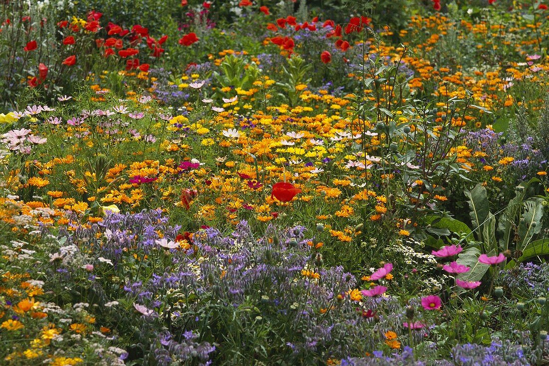 Farbenprächtiges Blumenbeet