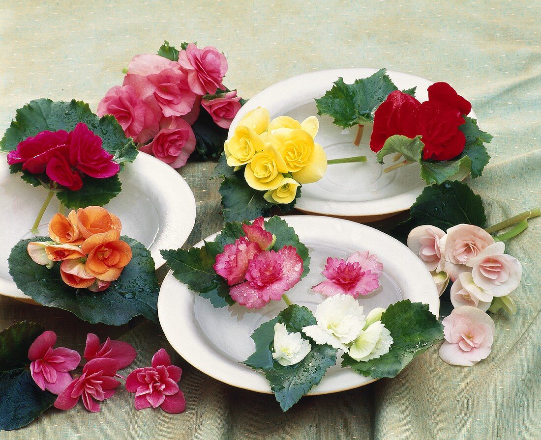 Plate decorated with various begonia flowers