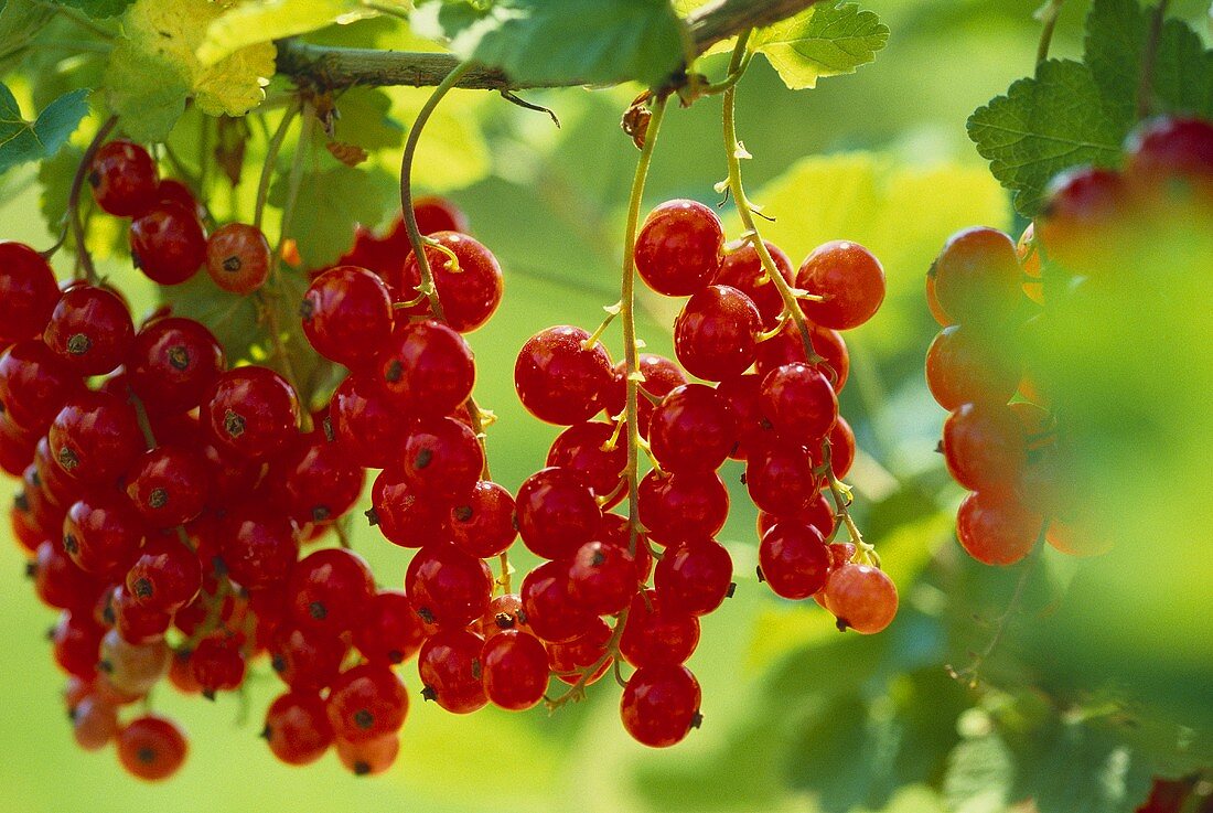 Johannisbeeren der Sorte 'Jonkher van Tets' (Nahaufnahme)