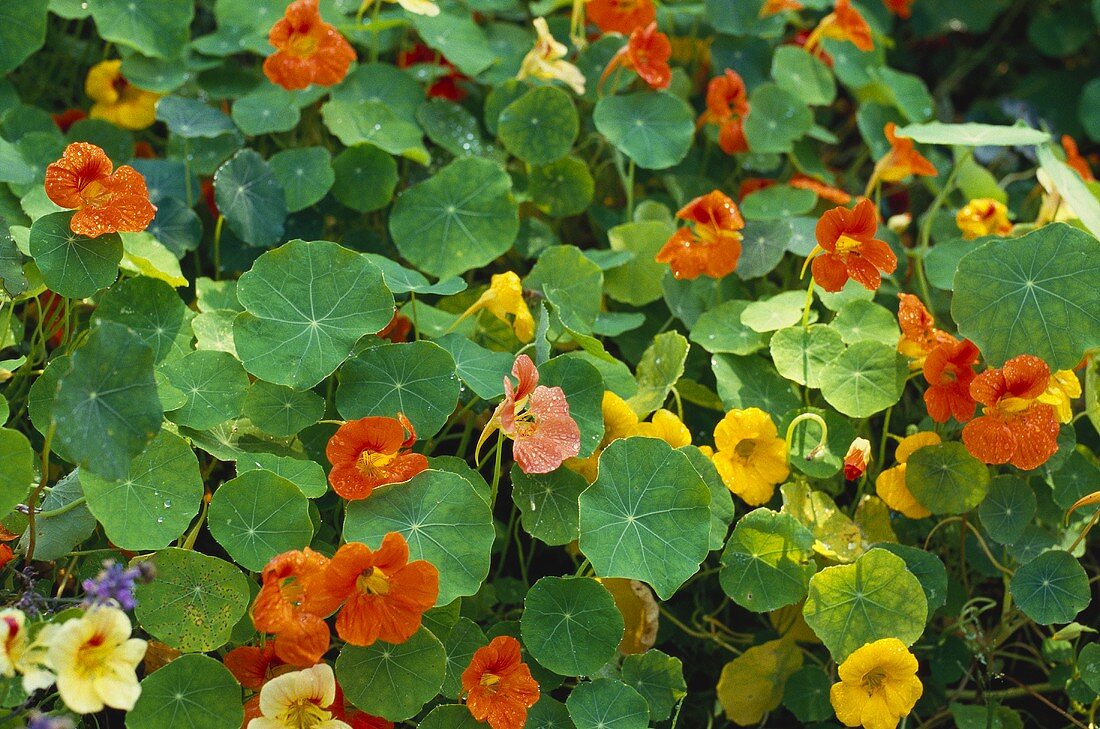 Flowering nasturtiums