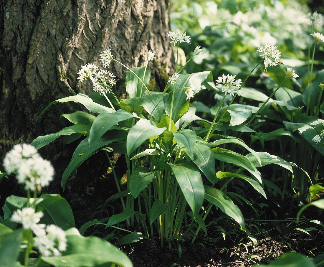 Blühender Bärlauch im Wald