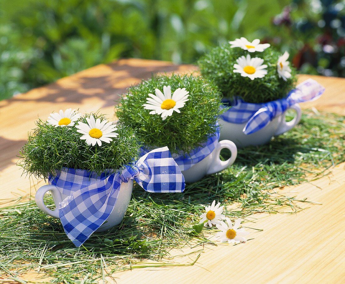 Cups decorated with bows, moss and marguerites