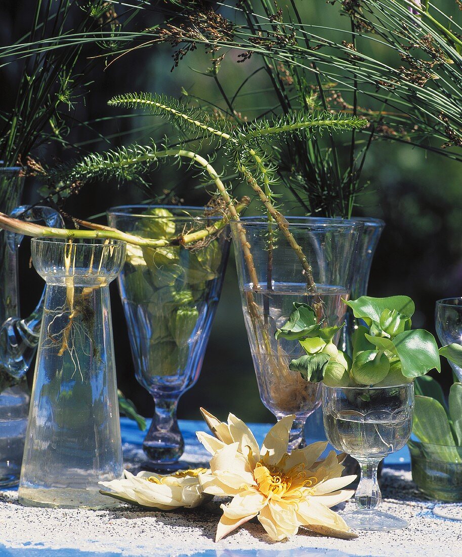 Seerosenblüte neben Deko-Gläsern mit Wasserhyazinthe etc.