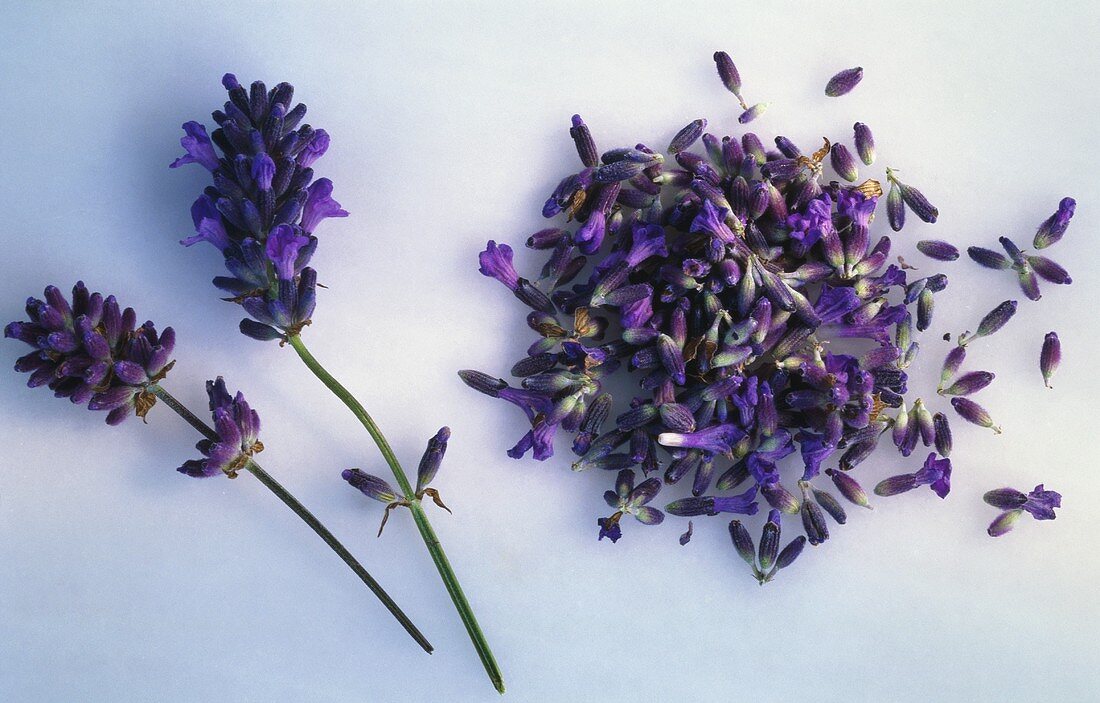 Lavendelblüte in der Nahaufnahme(Lavendel officinalis)