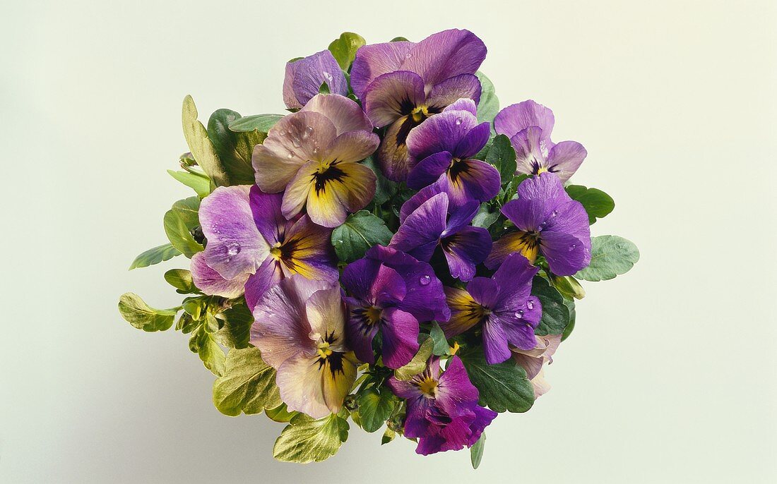 Overhead view of a posy of pansies