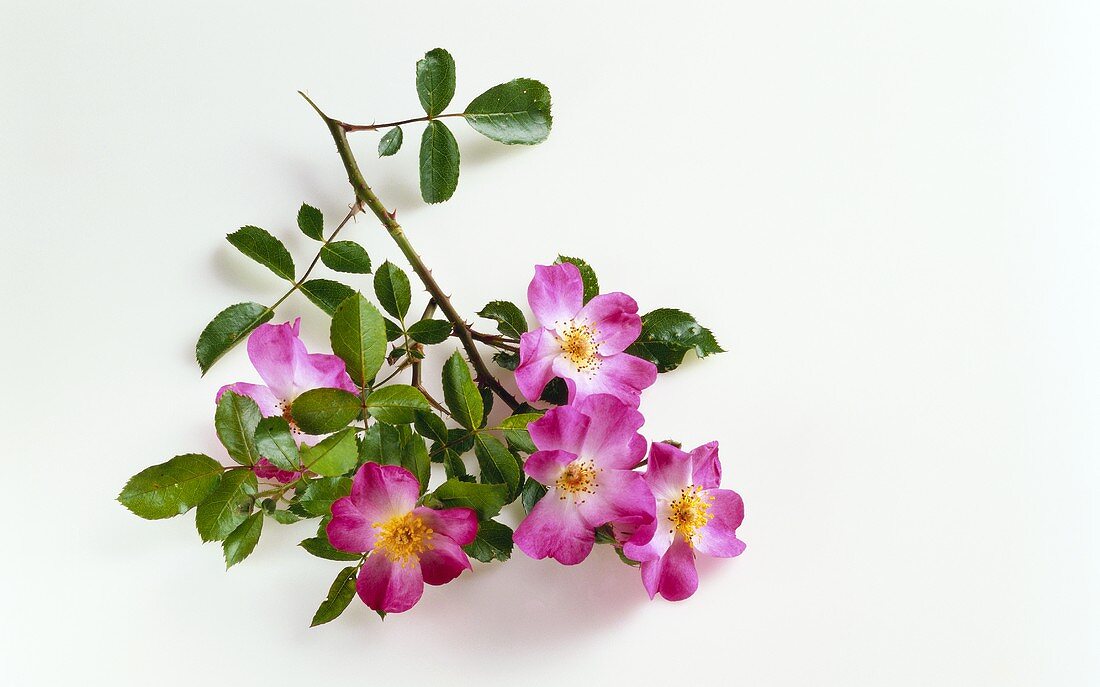 One stem of a pink shrub rose