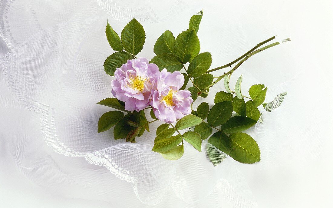 Pink roses on bridal veil