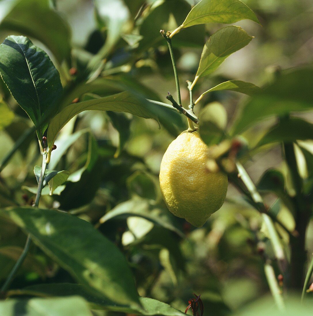 Zitrone am Zweig