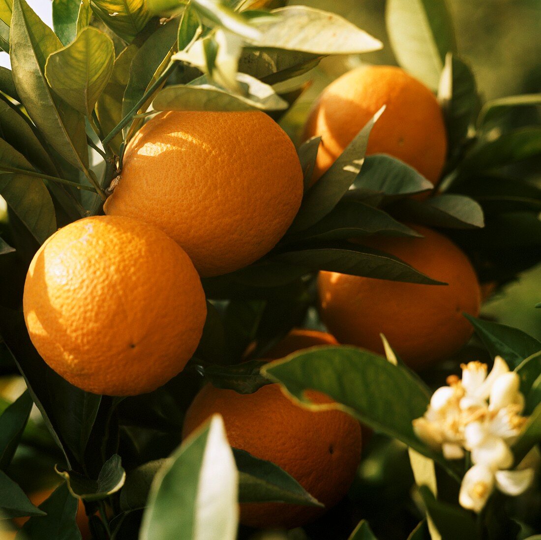 Oranges on the tree