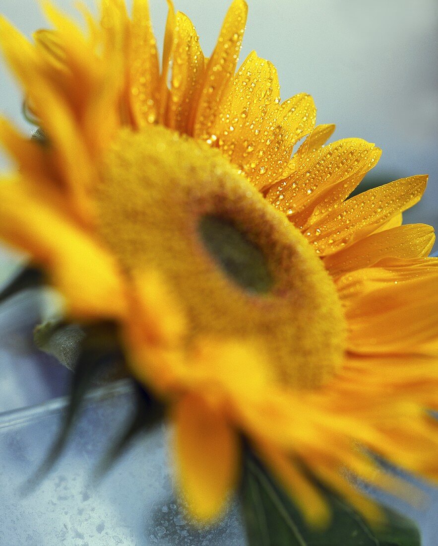 A sunflower in a vase