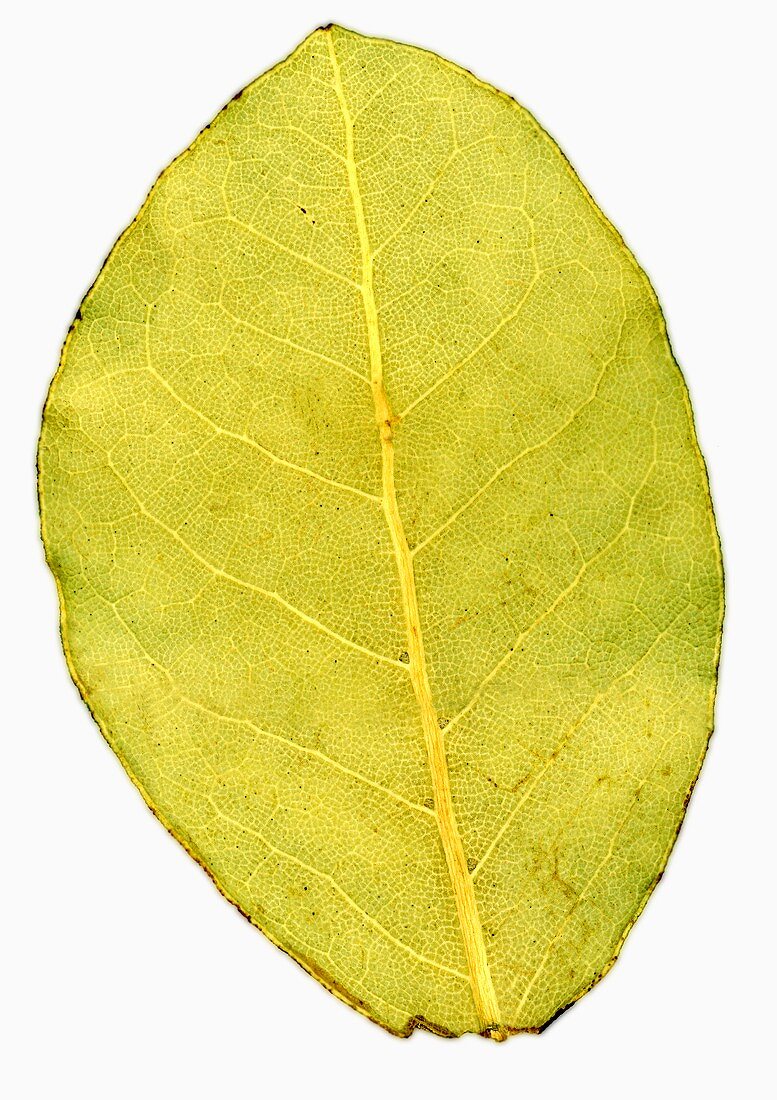 A bay leaf