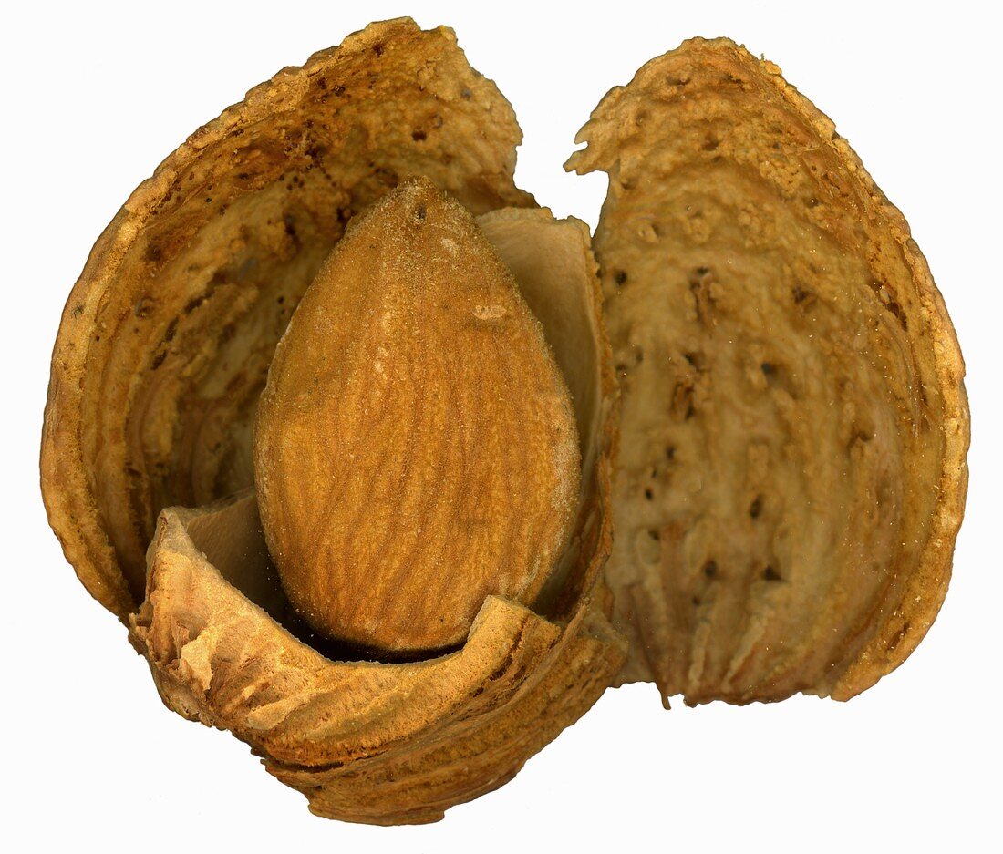 An opened almond