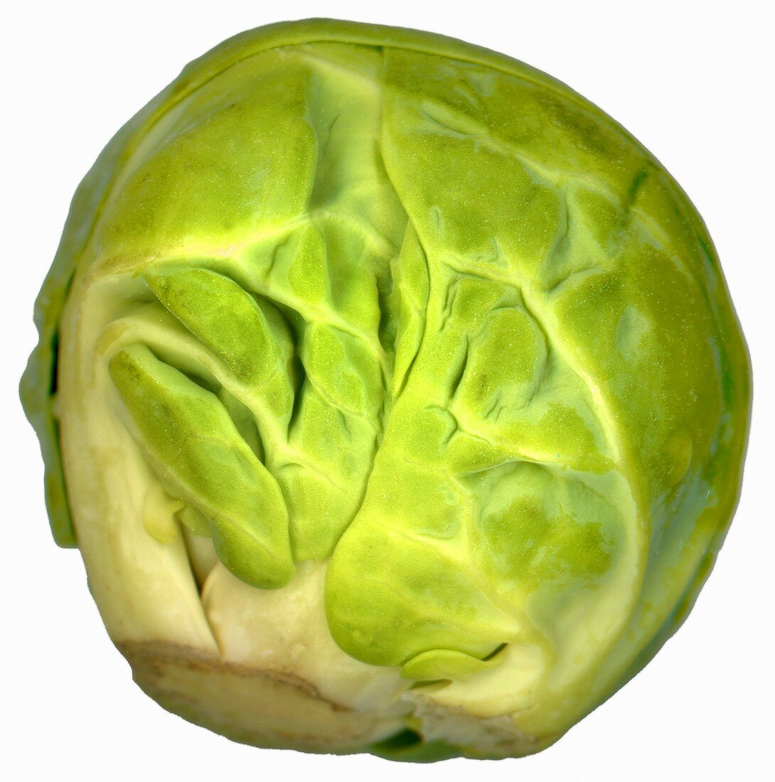 A single Brussels sprout