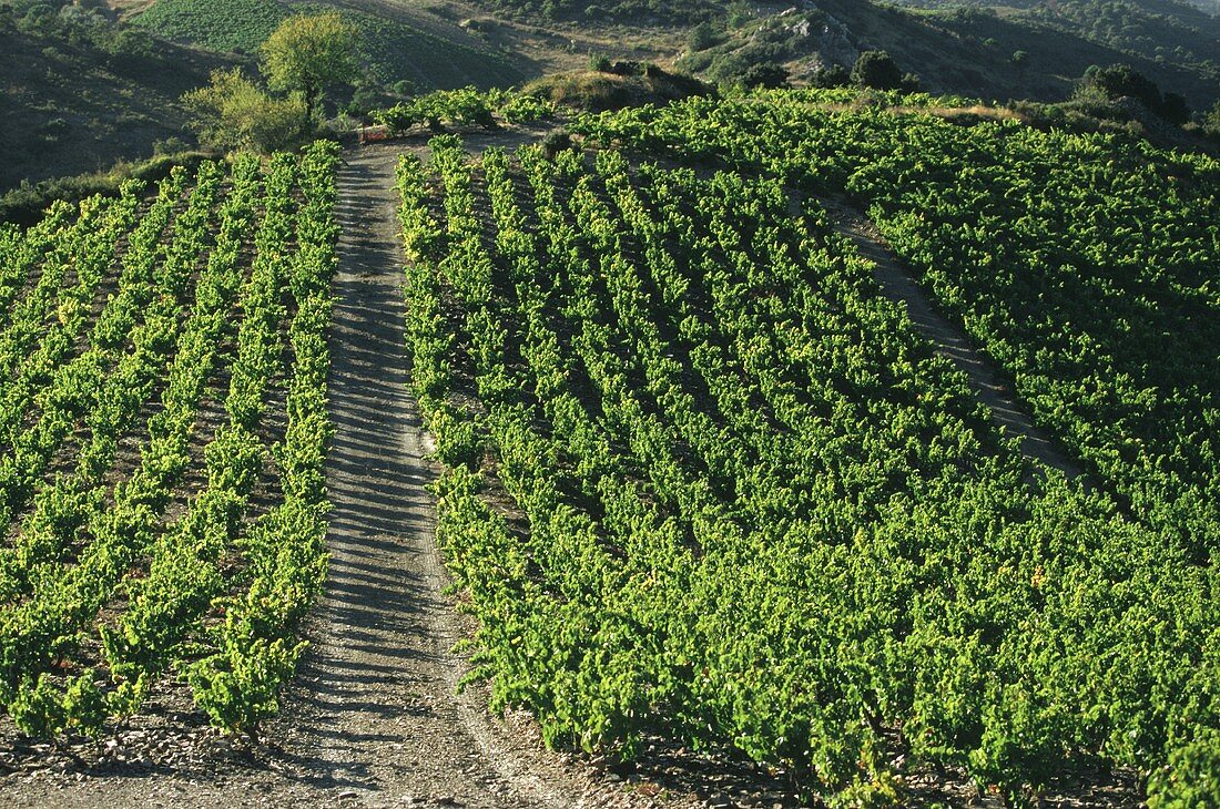 Vineyard near the wine village of Calce, Roussillon, France