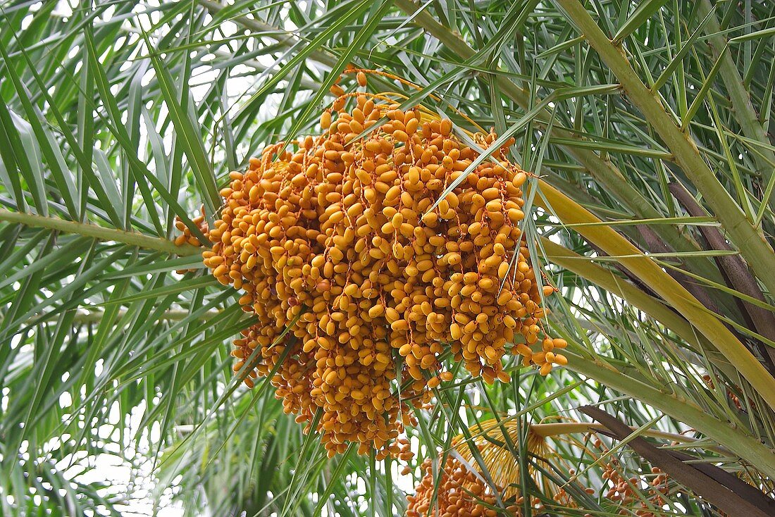 Lots of dates hanging on a date palm
