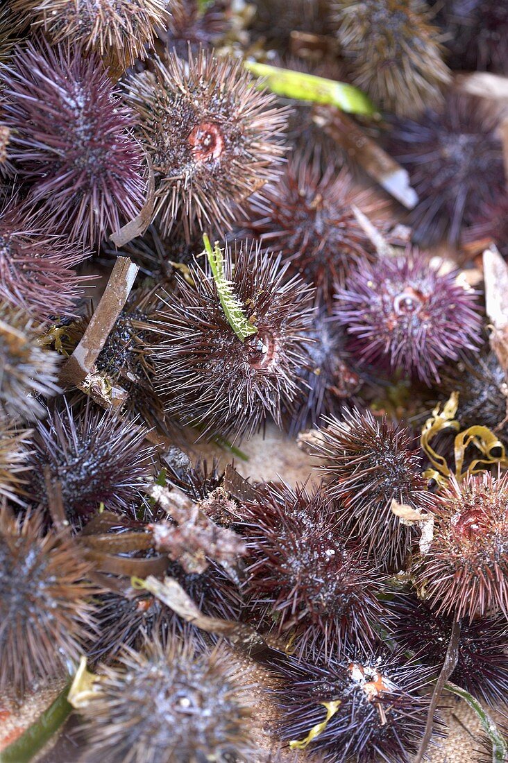 Several sea urchins (filling the picture)