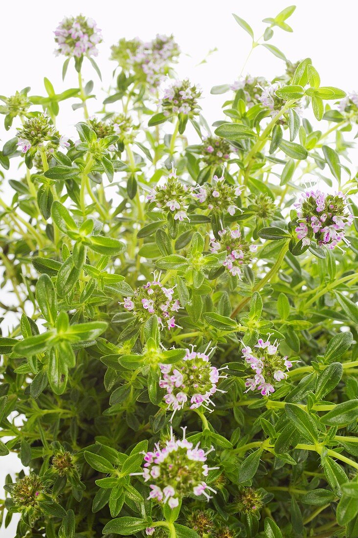 Thyme (close-up)