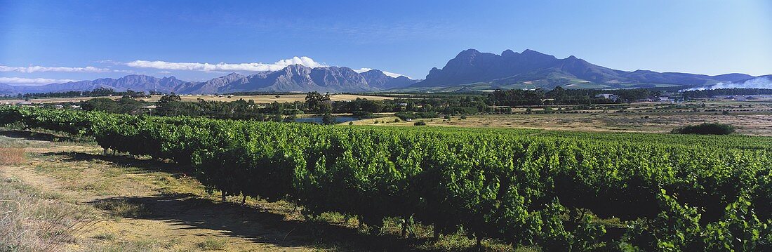 View over Paarl wine region onto Simonsberg, S. Africa 