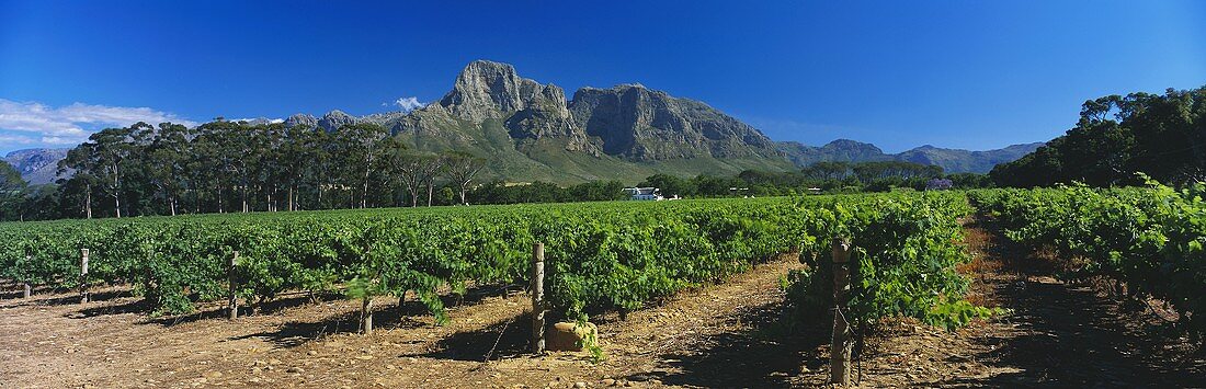 Weingut Boschendal vor dem Groot Drakenstein, Südafrika