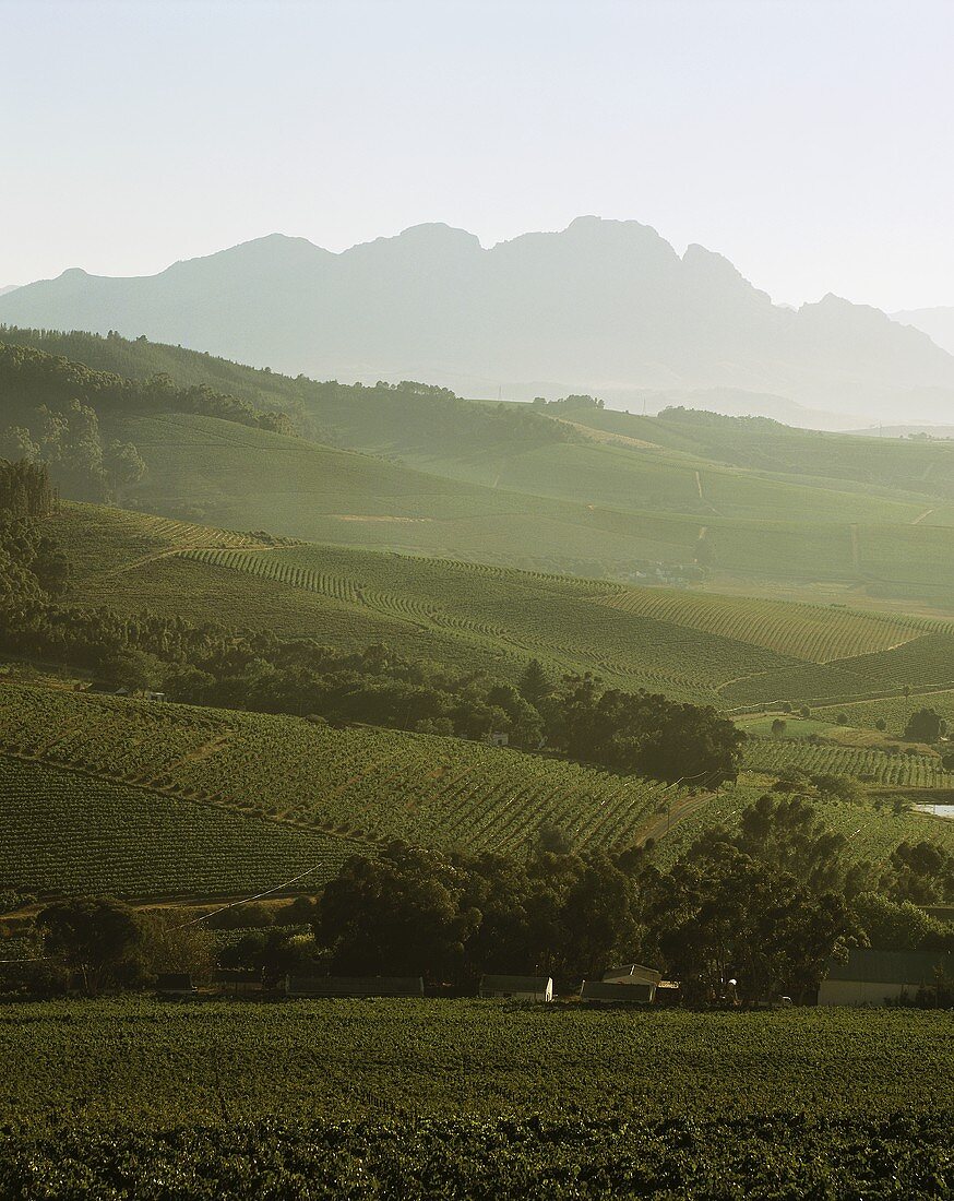 View over vineyards, Jordan Winery, Stellenbosch, S. Africa