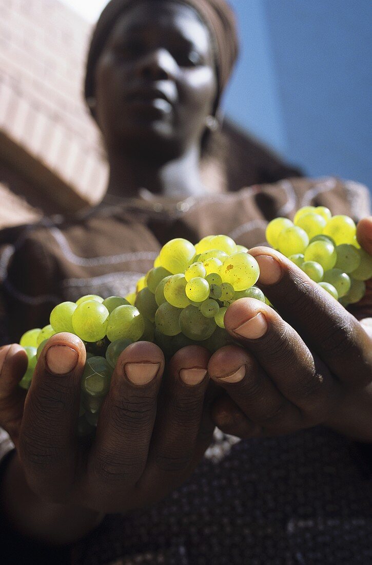 Woman holding Chardonnay grapes in her hands, S. Africa
