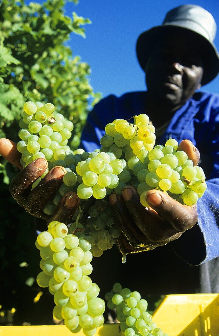 Grape picker with Sauvignon Blanc grapes, Walker Bay, S. Africa