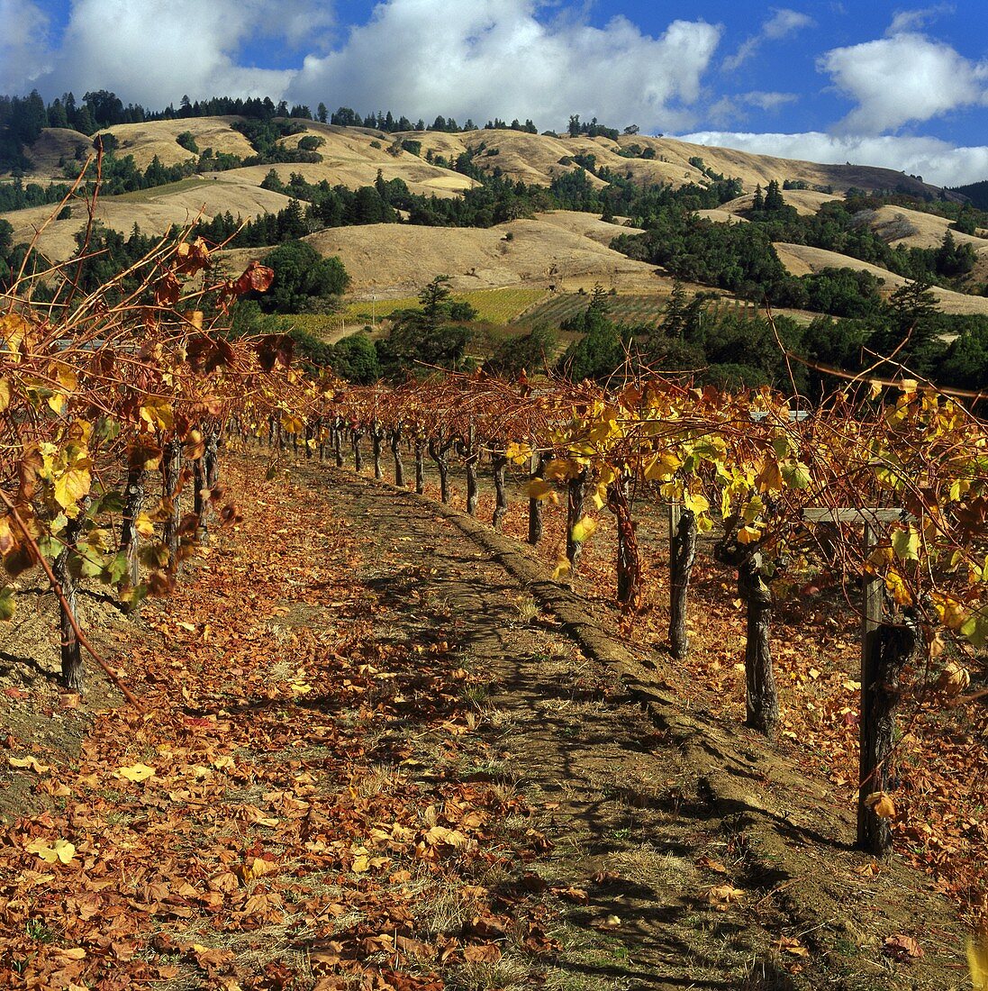 Navarro Vineyards, Navarro, Mendocino, Kalifornien