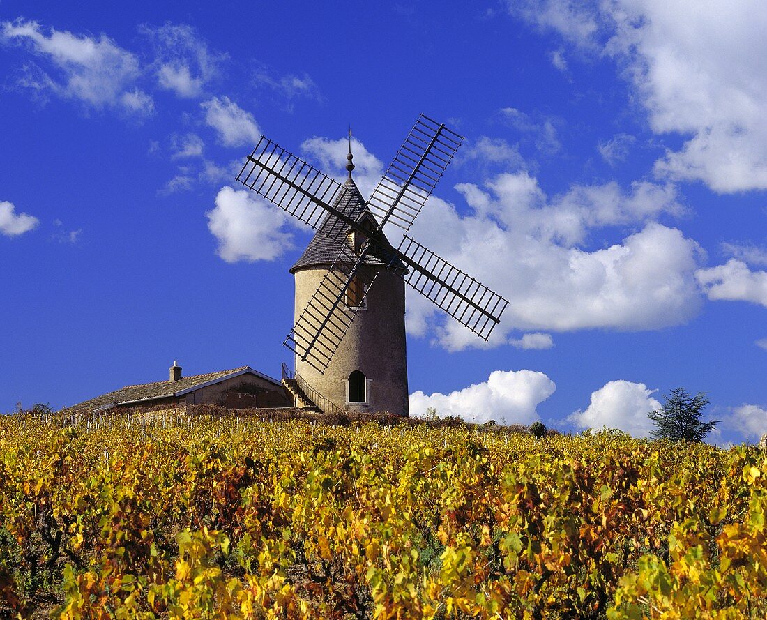 Weinberg mit Gamay-Trauben, Romaneche-Thorins, Saone-et-Loire