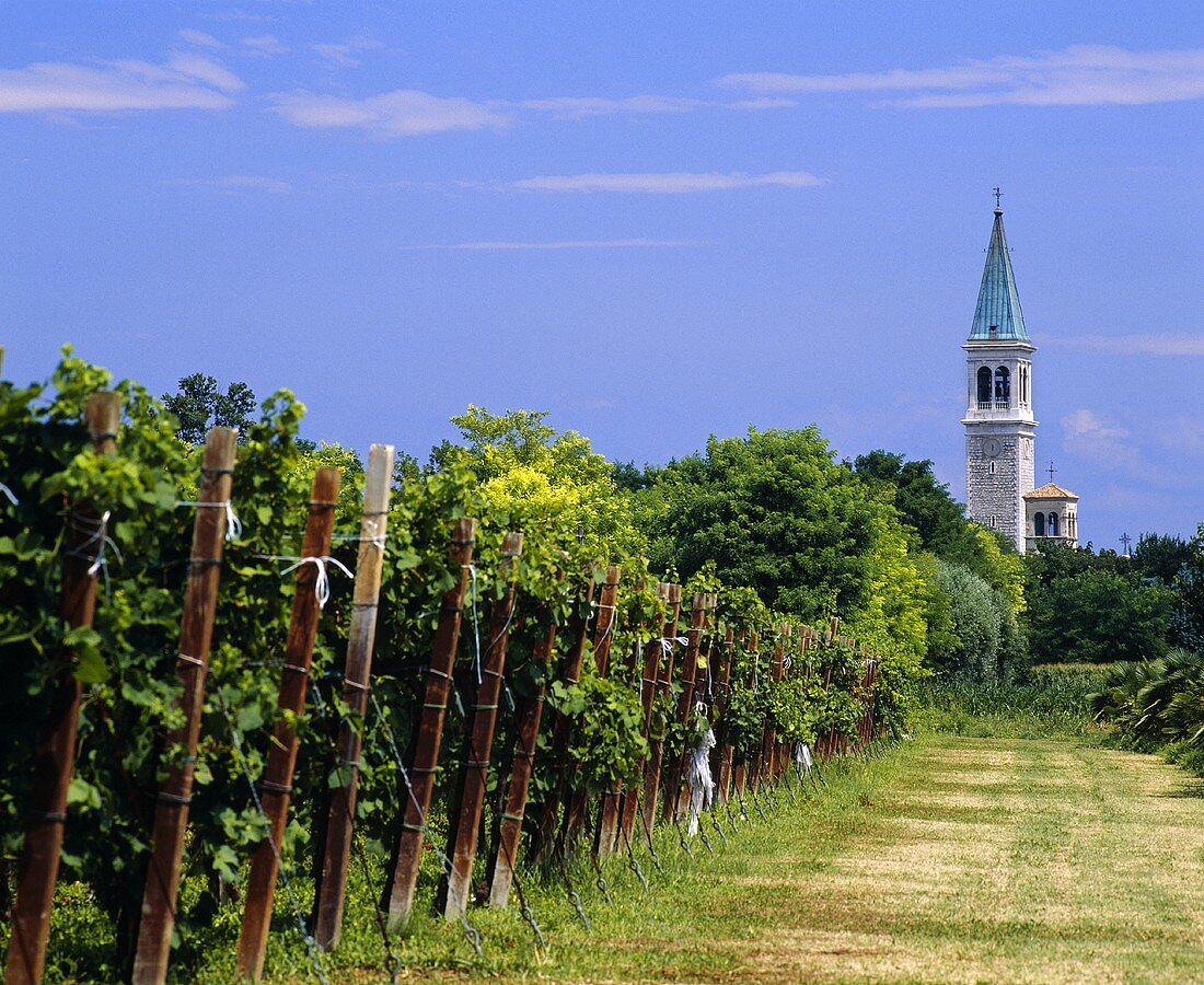 Rebzeilen und Kirchturm bei Ruda, Aquileia, Friaul, Italien