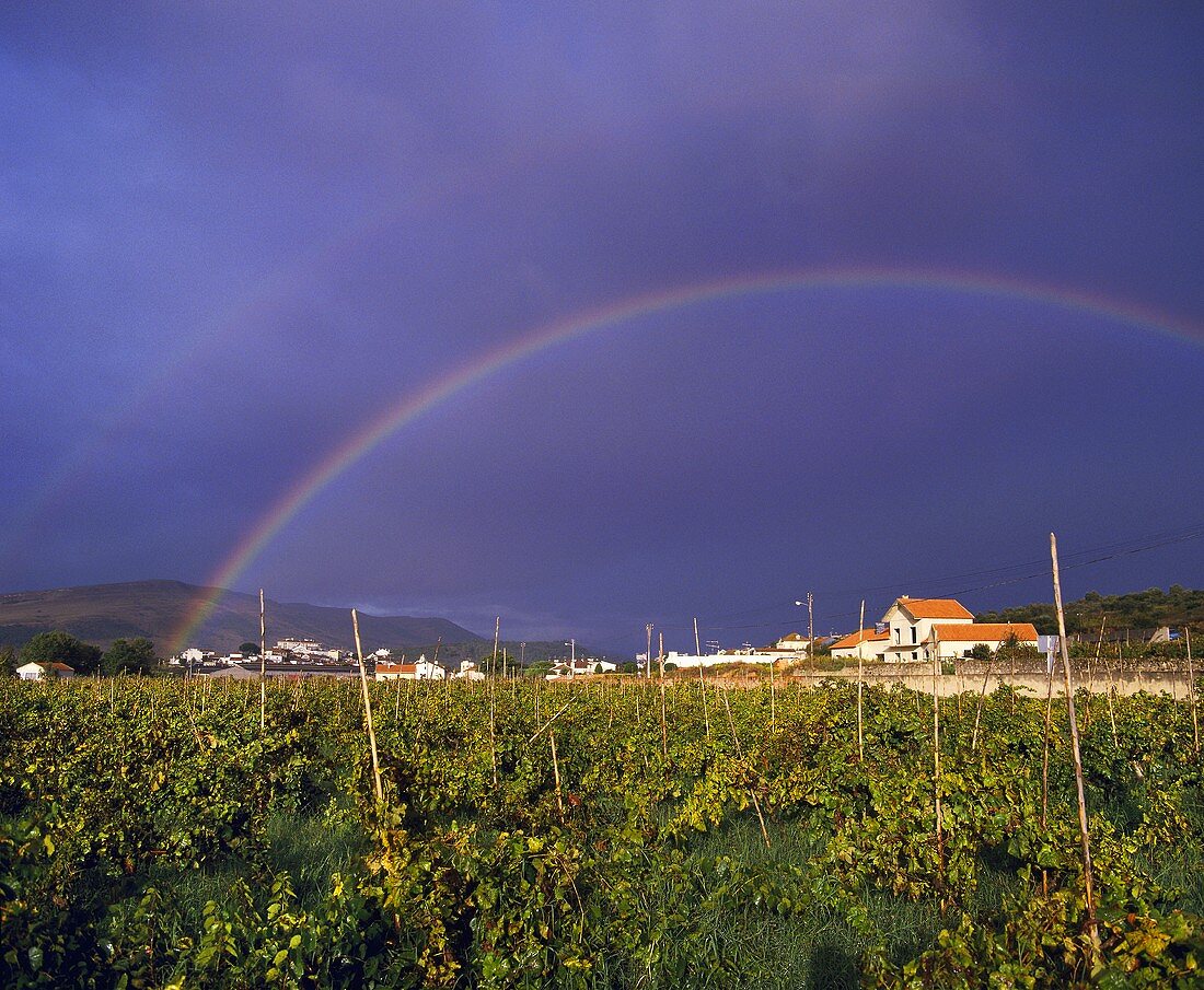 Regenbogen über Weinberg bei Bucelas, Portugal