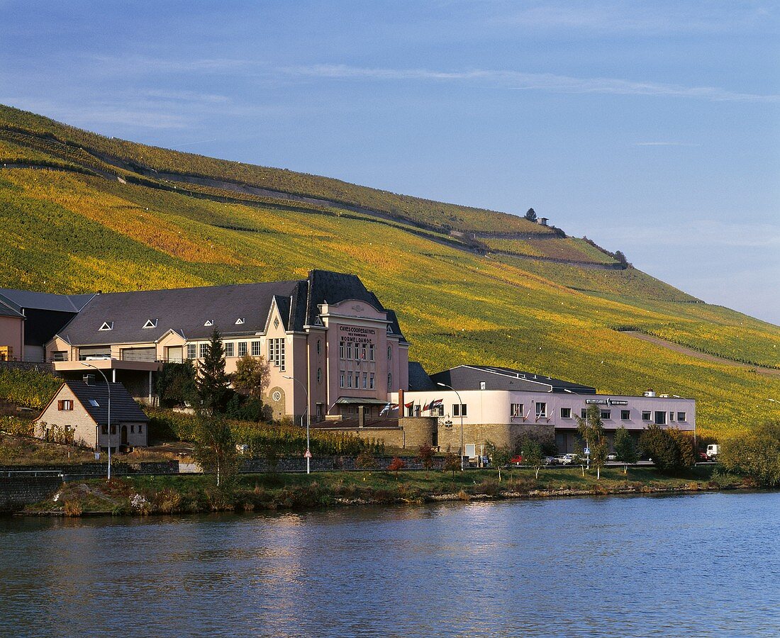 Weinberg über Wormeldange Cooperative & der Mosel, Luxemburg