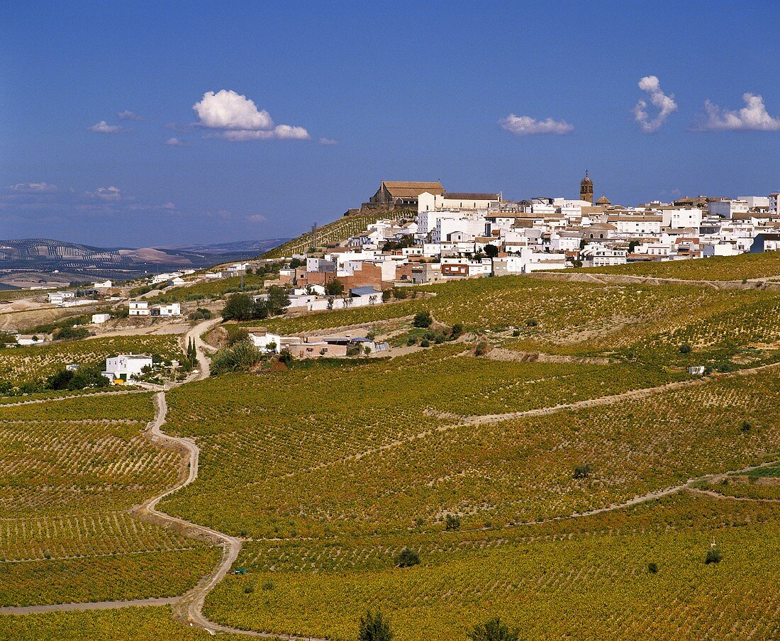 Weinberg unter der Stadt Montilla, Andalusien, Montilla