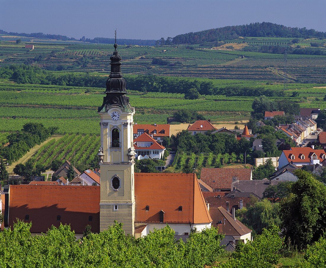 Das Dorf Langenlois von Wein umgeben, Niederösterreich