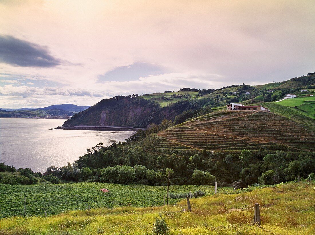 Weinberg bei Guetaria, Guipúzcoa Provinz, Spanien