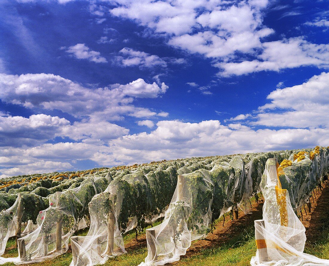 Weinberg Tarrawarra, Victoria, Yarra Valley, Australien