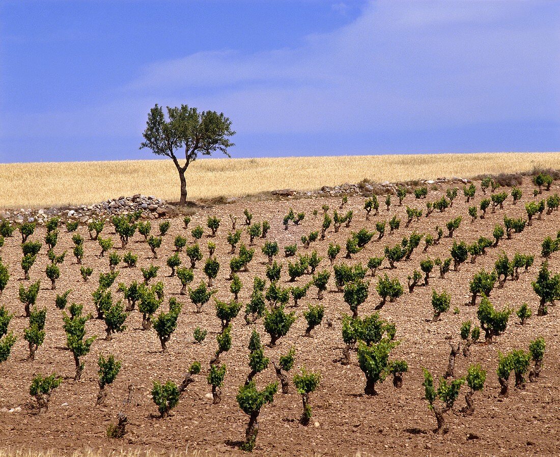 Weinbaugebiet nahe Fuendejalon, Aragón, Spanien