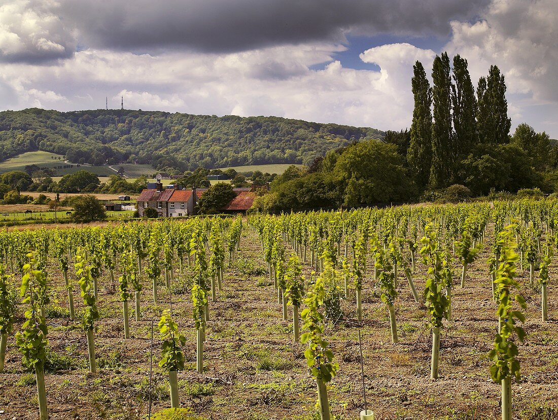 Weinberg, Nyetimber umgibt die Roman Villa at Bignor, England