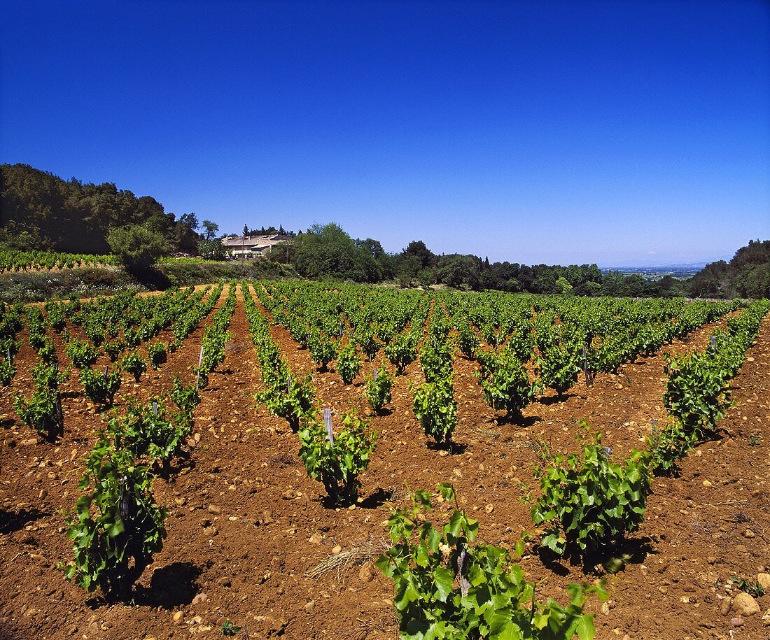 Weinberg des Château Rayas, Châteauneuf-du-Pape, Vaucluse