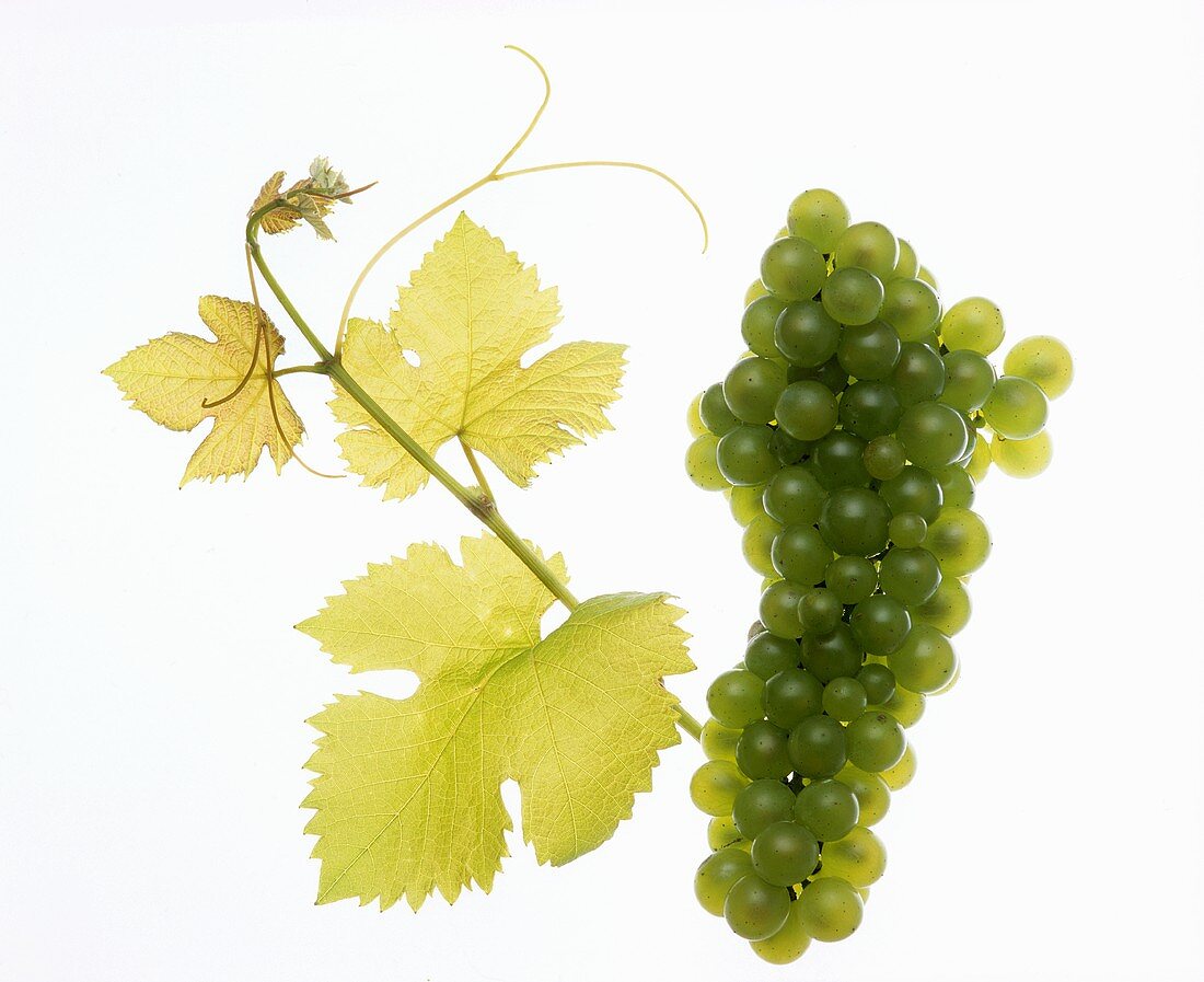 Viognier grapes with vine leaf
