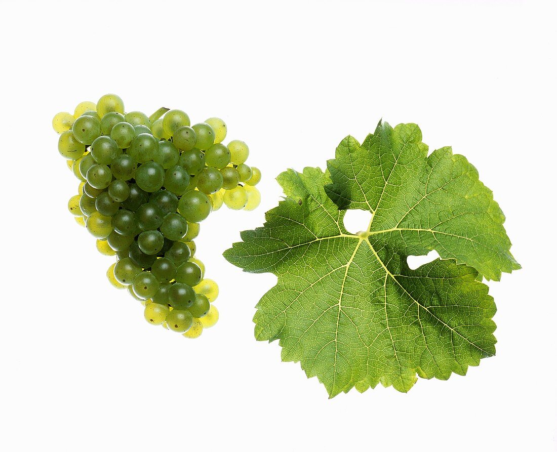 Scheurebe grapes with vine leaf