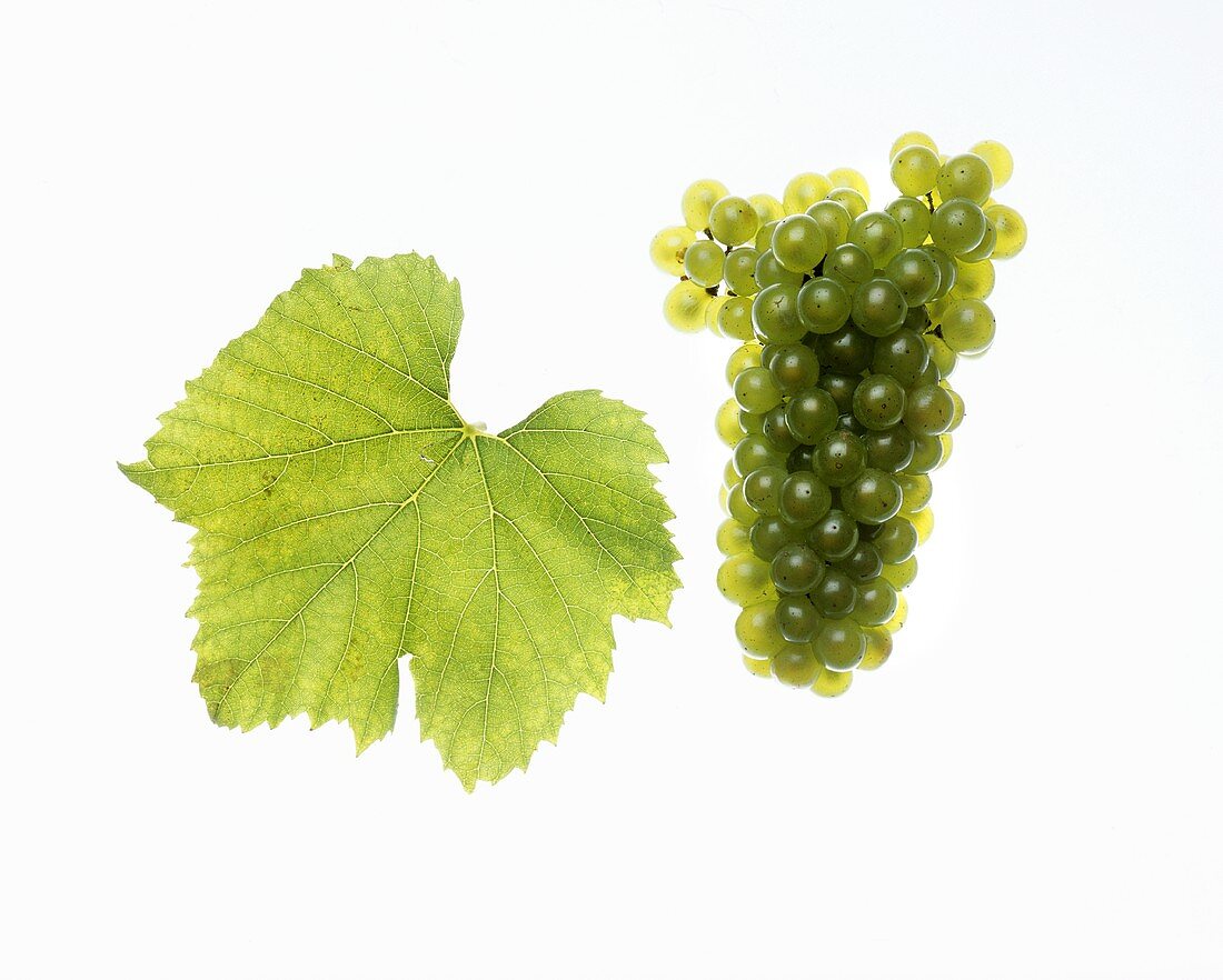 Morillon grapes with vine leaf